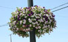 Ironton in Bloom: Flowers on High
