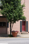 Ironton in Bloom: Planter and Tree
