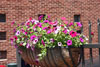 Ironton in Bloom: Planter 2