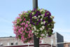 Ironton in Bloom: More Flowers