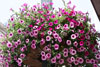 Ironton in Bloom: Ironton Is Beautiful