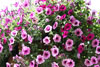 Ironton in Bloom: Flowers