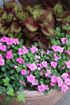 Ironton in Bloom: Flowers